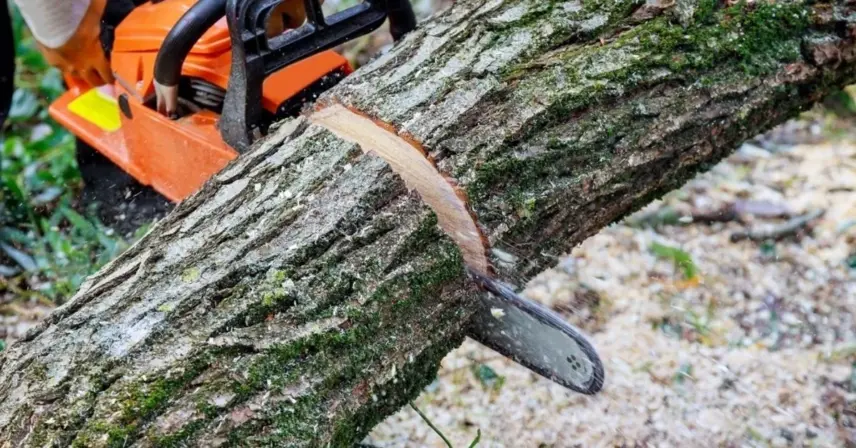 Chainsaw cutting through a moss-covered log