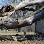 Large decayed tree split and leaning low over a yard