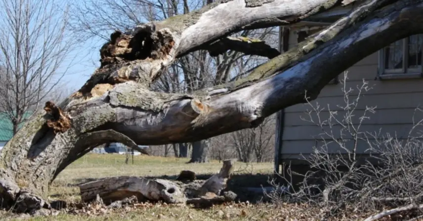 Large decayed tree split and leaning low over a yard