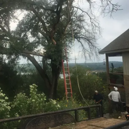 Large spreading tree with a rope and ladder rigged into its canopy