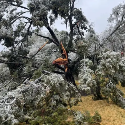Ice-covered tree with a large limb snapped and splintered
