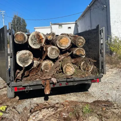 Dump trailer loaded with large cut log rounds