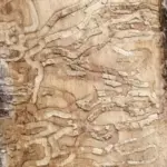 Trunk with bark removed showing winding insect tunnels