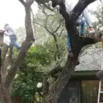 Crew of four climbing and working in a tree beside a house